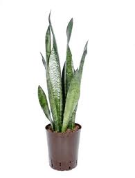 سانسویریا زیلانیکا